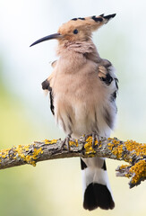 Eurasian hoopoe, Upupa epops. A bird sits on a beautiful branch on a light coloured background