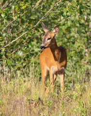 Roe deer, Capreolus capreolus. Early in the morning, the animal went out into the clearing