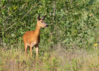 Roe deer, Capreolus capreolus. Early in the morning, the animal went out into the clearing