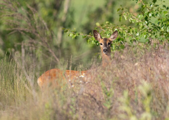 Roe deer, Capreolus capreolus. An animal peeks out from behind dense vegetation