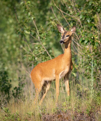 Roe deer, Capreolus capreolus. An animal standing in a meadow and looking intently into the distance