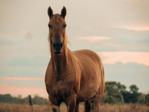 caballo en su habitad natural 