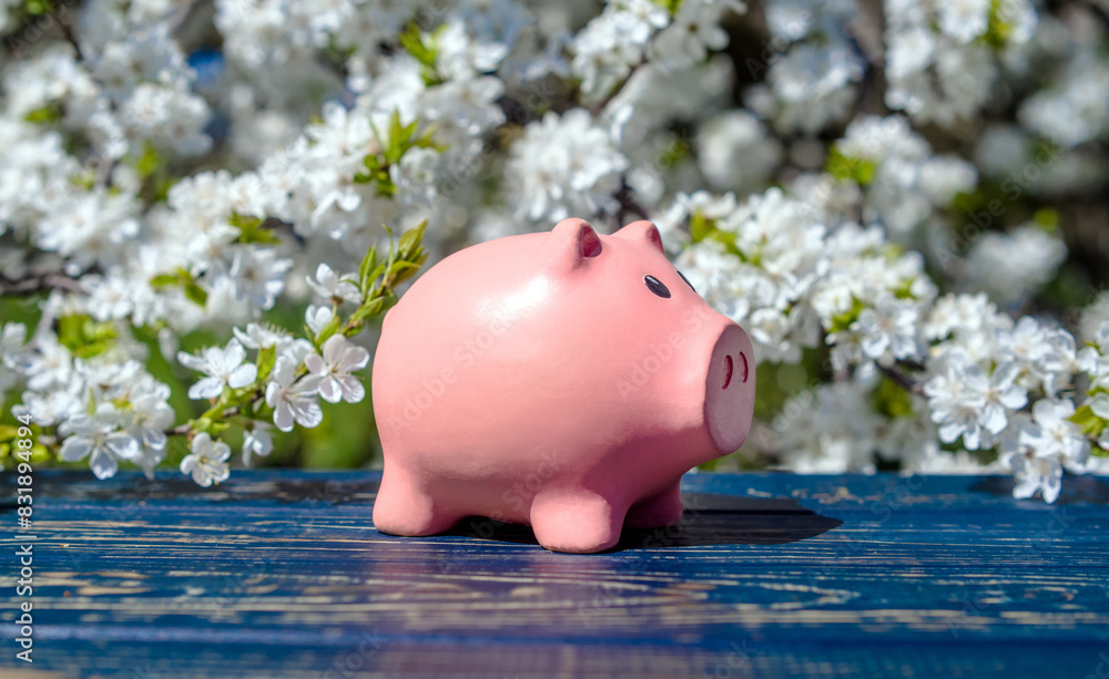 Canvas Prints piggy bank on the background of blooming cherry