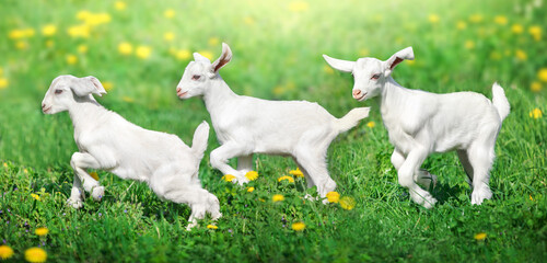 Goats in flowers pasture