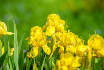 yellow irises bloom in the botanical garden
