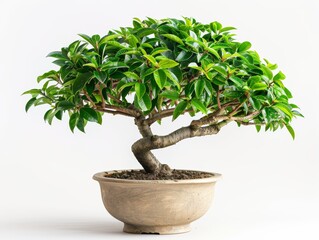 Beautiful bonsai tree in a ceramic pot, showcasing intricate branches and lush green leaves, perfect for indoor decor or gardening enthusiasts.