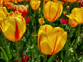 yellow and red tulips bloom. Spring flowers with bright petals