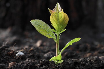 Young plum shoot on a dark background