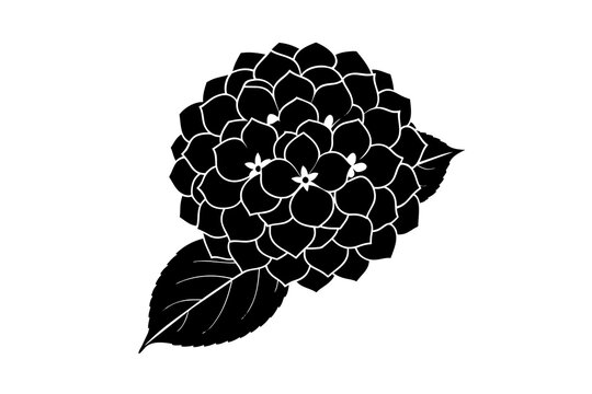 black hydrangea flower with leaves on white clip art preview