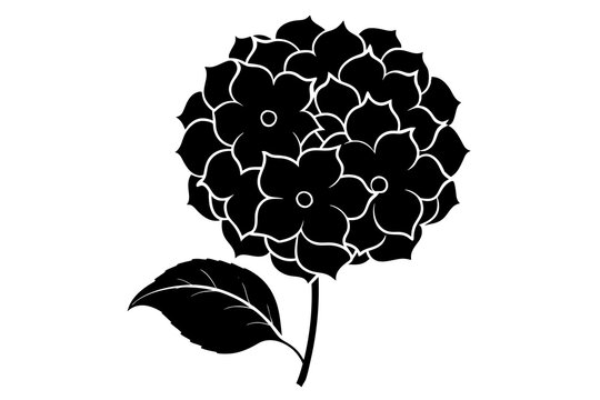 black hydrangea flower with leaf on white background clip art preview