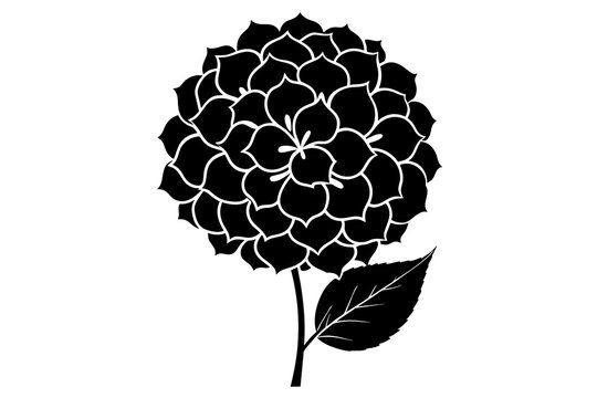 black hydrangea flower on white background clip art preview