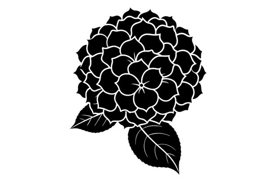 black hydrangea flower with leaves on white clip art preview