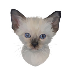 Colorful Detailed Cat Illusration