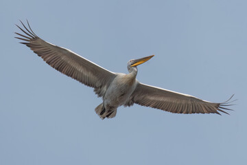Obraz premium Dalmatian pelican flying in the sky with wide opened wings
