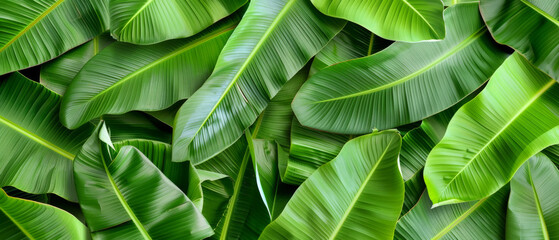 Obraz premium Lush green banana leaves create a vibrant, tropical texture pattern in natural light.