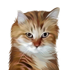 Colorful Detailed Cat Illusration