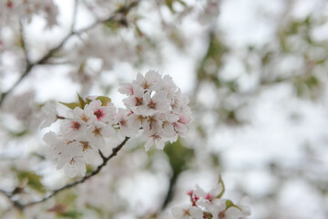 Obraz premium tree blossom