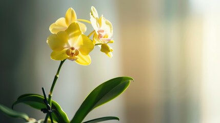 Yellow flowered vanilla orchid plant in a pot on a white background