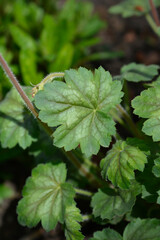 Coral Bells Splendens leaves