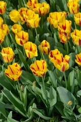 Tulip Washington flowers