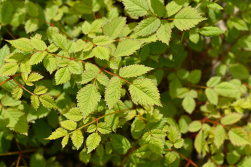 Chinese astilbe leaves