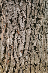Candadian poplar bark detail