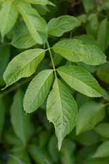 Black Elder leaves