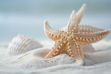 starfish on the white sand on the beach