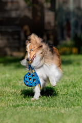 Shetland Sheepdog playing with blue ball. Sheltie dog running on the green grass. 