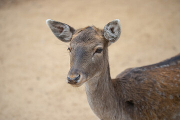 Close up of head of brown reddish female deer with beautiful eyes, long eye lashes and big ears, blurry background