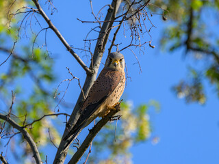 A Common Kestrel sitting on a small branch