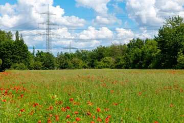 field of red poppy flowers with a blue sky in the background