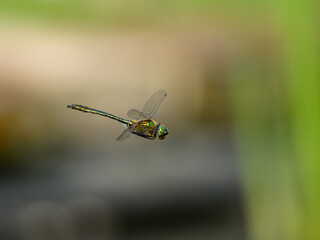 A Downy Emerald dragonfly flying over water