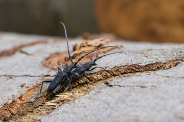 A pair of capricorn beetles sitting on a tree trunk