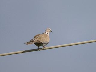 A Eurasian Collared Dove sitting on a wire