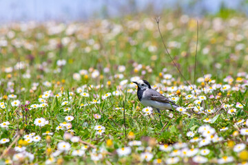 White wagtail (Motacilla alba) among green grass and daisies. White wagtail on meadow. Animal, bird. 