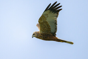 A Western Marsh Harrier flying on a sunny day