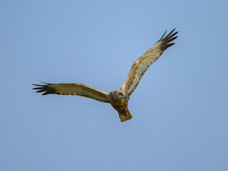 A Western Marsh Harrier flying on a sunny day
