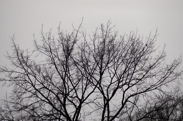 tree against a background of gray sky close-up