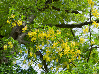 Cytise à grappes ou cytise faux ébénier (Laburnum anagyroides) Petit arbuste ornemental fins aux...