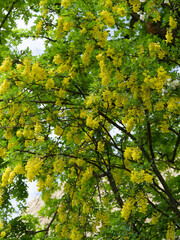 (Laburnum anagyroides)  Branches et rameaux de cytise faux ébénier à floraison jaune vif en grappes pendantes dans un feuillage vert à folioles
