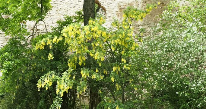 (Laburnum anagyroides) Cytise faux &eacute;b&eacute;nier, magnifique arbuste &agrave; floraison jaune plant&eacute; comme haie ornamentale avec un seringa commun (Philadelphus coronarius) &agrave; fleurs blanches
