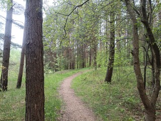 Salduve park during cloudy summer day. Pine and birch tree woodland. Small trees and bushes are growing in forest. Cloudy day. Nature. Salduves parkas.