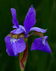 Siberian Iris blossom © Henry