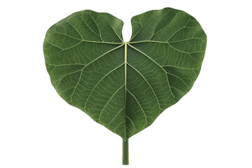 Close-up of a single green heart-shaped leaf with detailed veins, isolated on a white background, showcasing nature's intricate design.