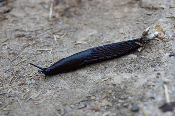a black slug on a forest path