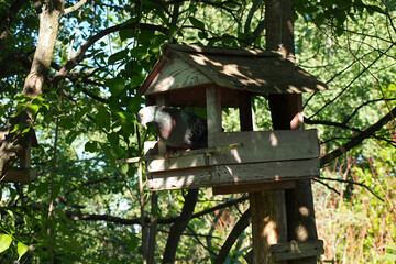 pigeon peeking out of the bird feeder