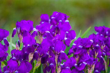 closeup heap of violet garden flowers, beautiful natural flower background