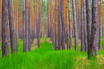 pine tree forest glade covered by green grass