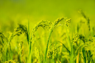 closeup green rural field scene